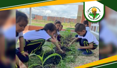 Proceso de germinación de la semilla de maíz